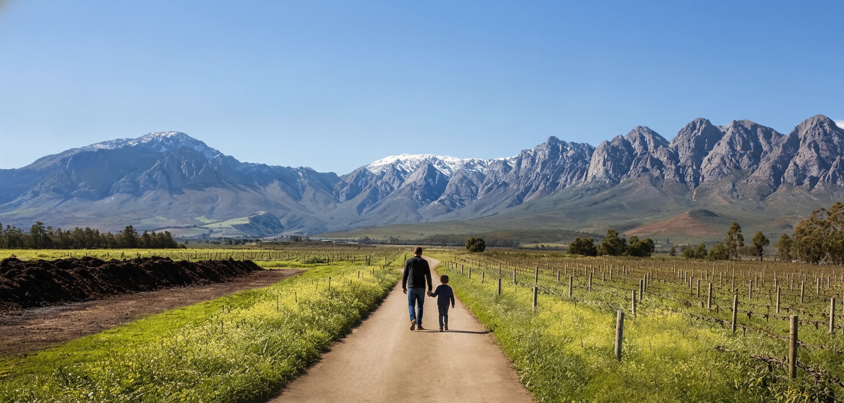 An adult and a child walking away down a farm road between vineyards, toward the Slanghoek mountains, Western Cape